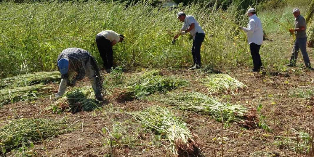 ‘Altın’ olarak anılıyor, 4.000 ton rekolte bekleniyor! Umutlu hasat başladı: Kilosu 140 TL ediyor 2